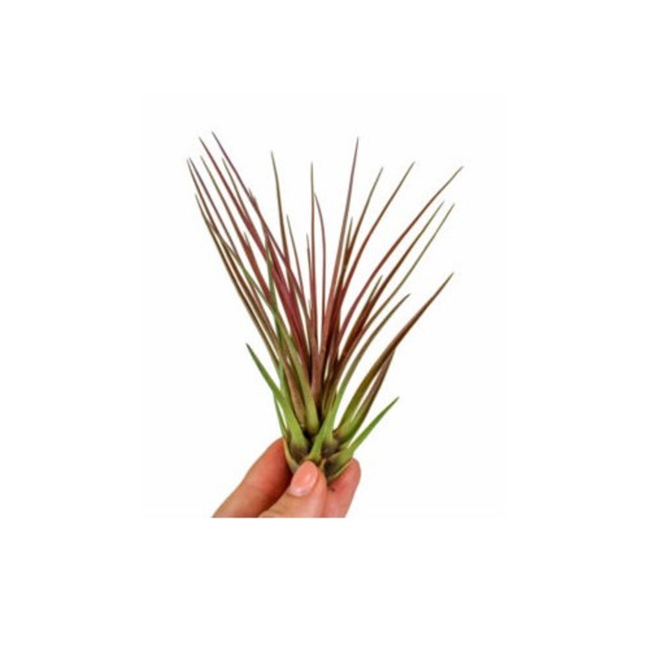 Planta aeriana Tillandsia Melanocrater Red - Mare