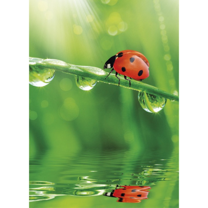 Гумена папка Nature Ladybug A/4