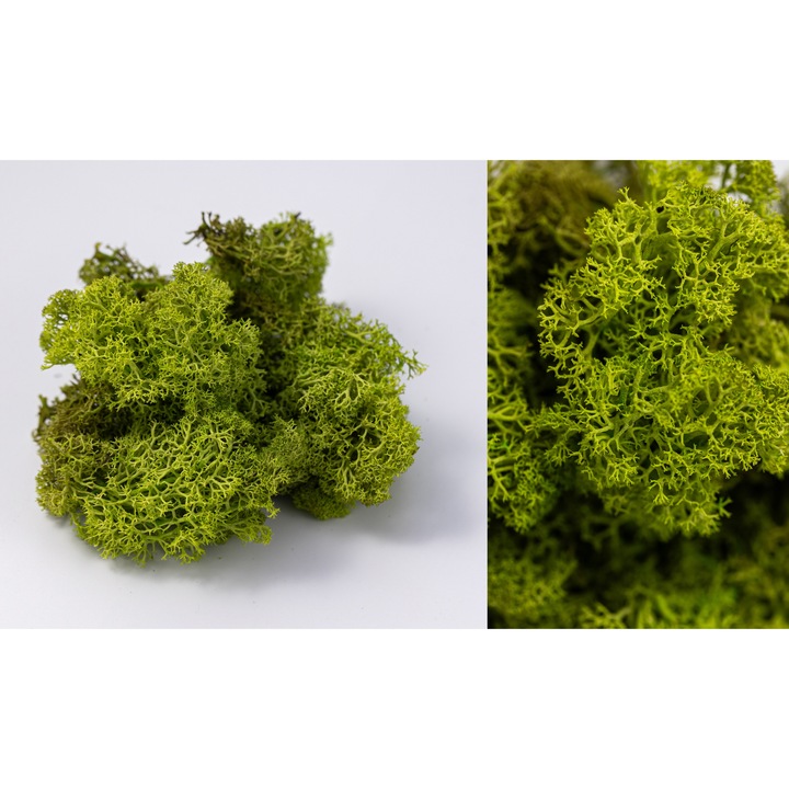 Lichen Stabilizat Verde Deschis – Decor Natural pentru Interior si Exterior, Ideal pentru Aranjamente Florale si Proiecte DIY 100 g