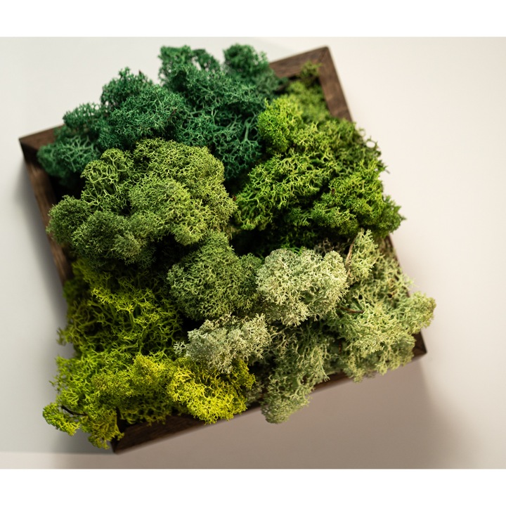 Set 4 x 100 g Lichen Stabilizat – Total 400 g