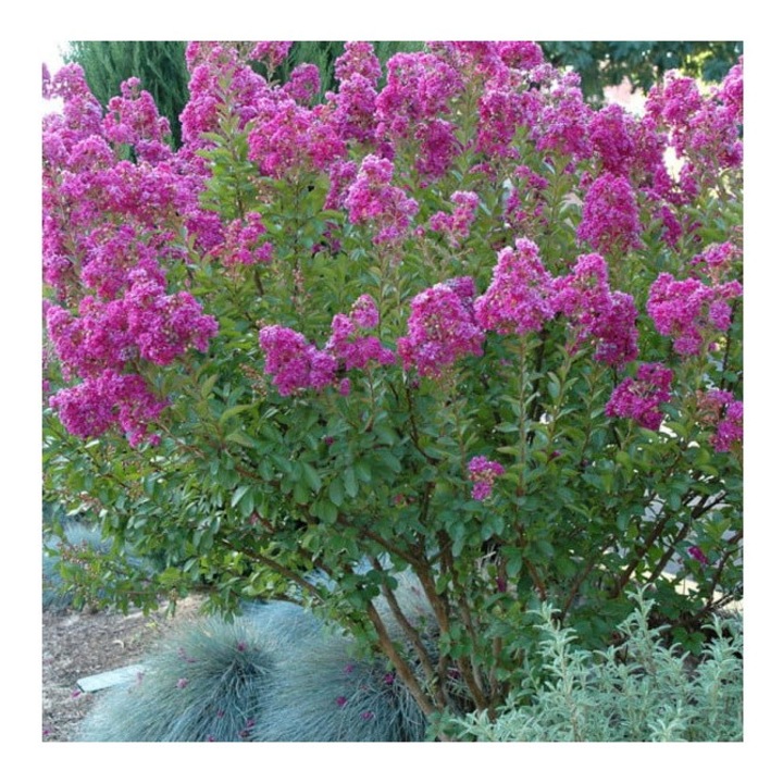 Lagerstroemia indica 'Petite Orchid', liliac indian pitic, flori mov-orhidee, la ghiveci, 1 buc