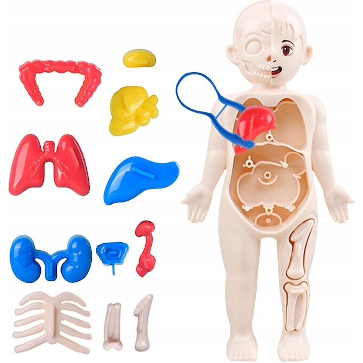 Oktatójáték, nincs, emberi test kirakó, 10cm x 4cm x 18cm, 1, társasjáték, 3 év feletti gyermekeknek, többszínű, a készlet 1 elemet tartalmaz, anyag: műanyag, jellemzők: fejleszti a kézügyességet, anatómiai ismereteket tanít, interakcióba lép