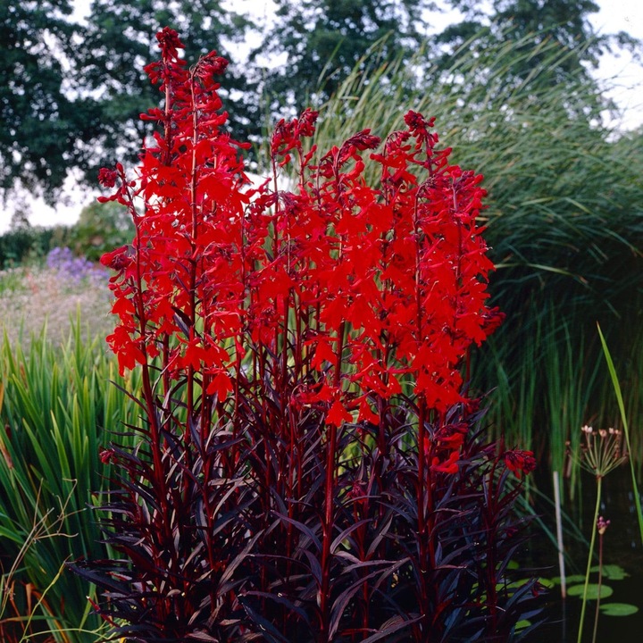 Floare Cardinala Lobelia "Queen Victoria" la ghiveci P9, H 20 cm