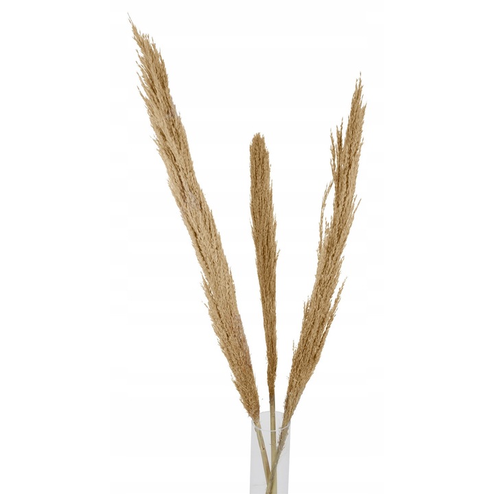 Set de 3 ramuri din iarba pampas naturala, Skandi, 140cm, bej