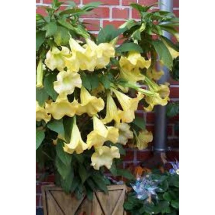 Brugmansia candida, arbust decorativ, flori galbene, la ghiveci P21, H 90 cm