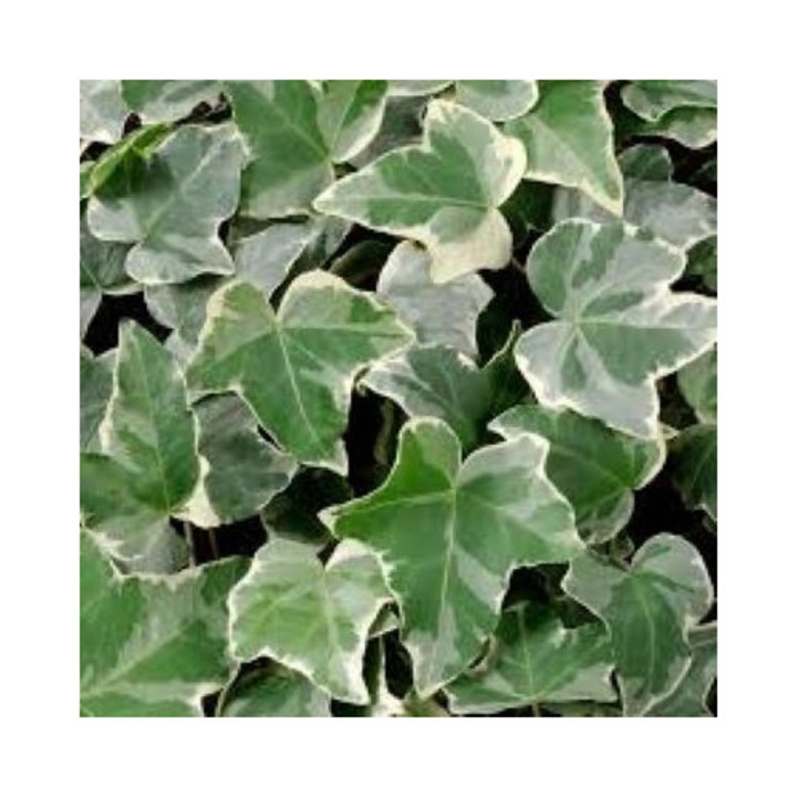 Iedera Glacier, planta cataratoare vesnic verde, ghiveci P9, frunze variegate