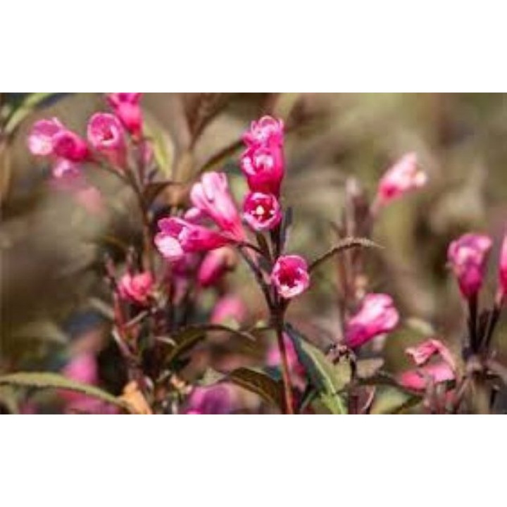 Weigela Wings of Fire, arbust decorativ, C3, H 35-45 cm, multiflora, rezistent la frig