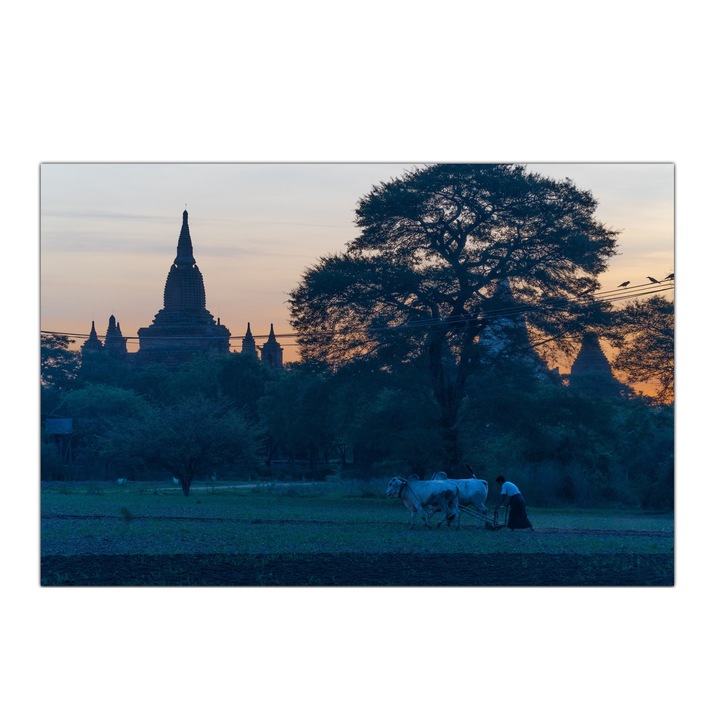 Tablou Canvas Munca Pamantului la Rasarit in Old Bagan, Myanmar, Burma, Arat cu Boi, Pagoda, 30x40 cm
