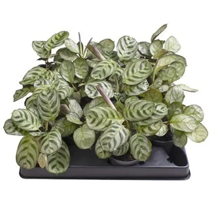 Planta naturala de interior Maranta leuconeura D6