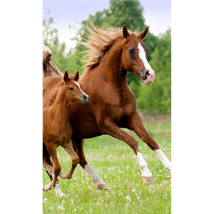 Lovas Career кърпа за ръце, кърпа за лице, кърпа 30x50 см