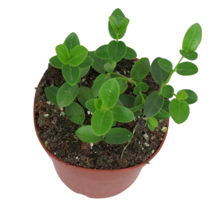 Растение Hoya D12