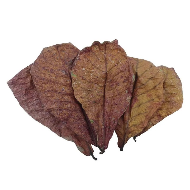 Frunze de migdal pentru acvariu, 16-25cm, set 10/20/50 buc