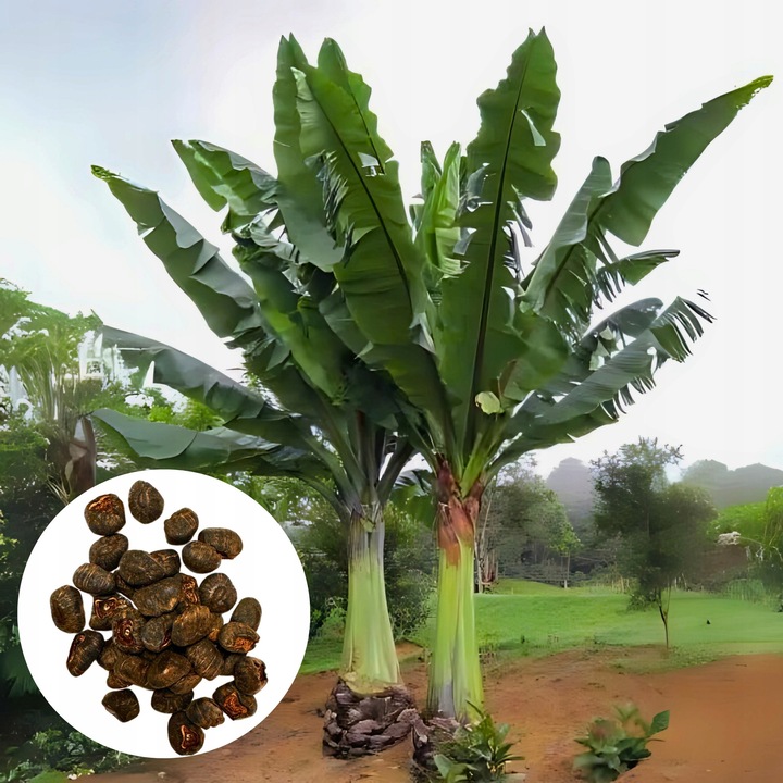 Set Seminte Bananier Abisinian Ensete Ventricosum, 50 Seminte, Crestere Rapida, Soare Plin, Multicolor