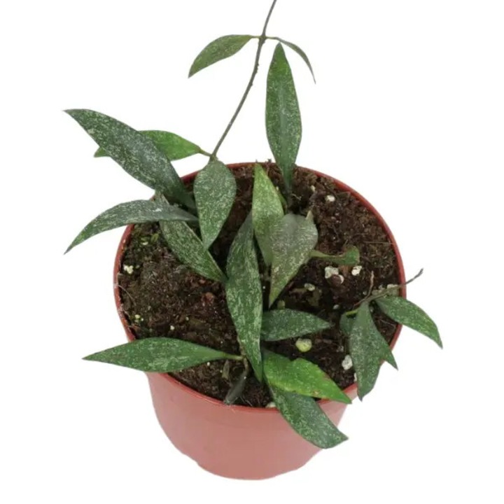 Planta naturala de interior Hoya parviflora 'Splash' D12