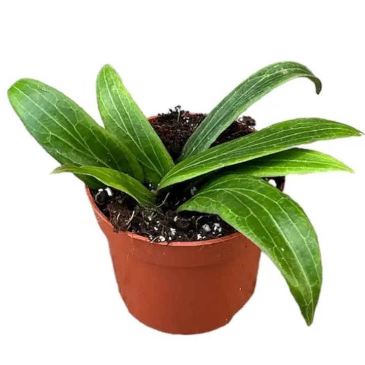 Planta naturala de interior Hoya soligamiana D10.5