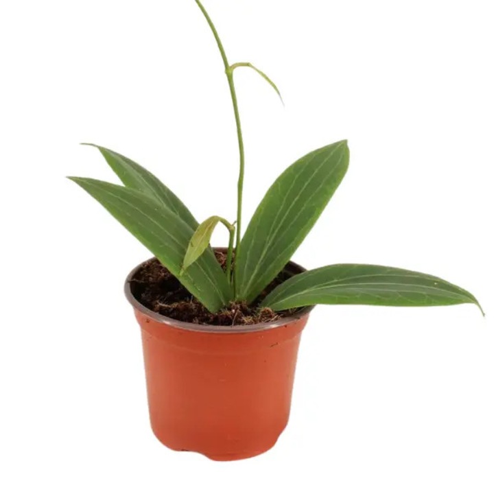 Planta naturala de interior Hoya soligamiana D9