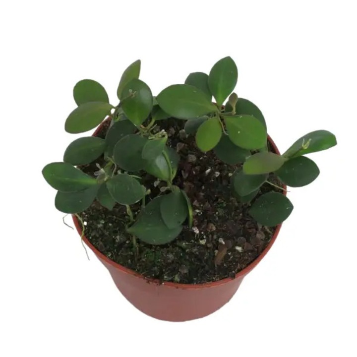 Planta naturala de interior Hoya panchoi D12