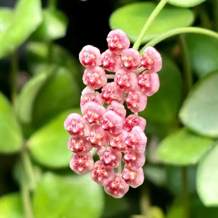 Planta naturala de interior Hoya panchoi D7