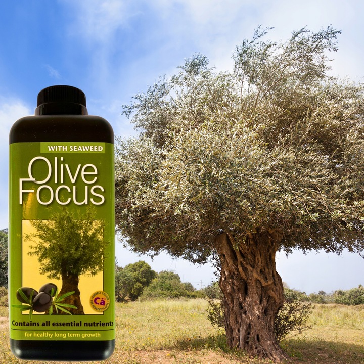 Ingrasamant Pentru Maslini, Growth Technology, Olive Focus, 1000 Ml, Nutrient Echilibrat Pentru Toate Soiurile De Maslini, Contine Acizi Organici, Precum Acidul Fulvic, Temperatura De Pastrare Intre 6℃ Si 25℃