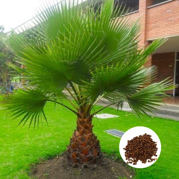 Seminte De Palmier, Flori, Washingtonia, 100 Bucati, Rezistenta Ridicata La Boli Si Daunatori, Rezistenta La Inghet Pana La -5 °C, Crestere Anuala Medie De Pana La 50 Cm, Potrivita Pentru Cultivare In Casa Si Gradina