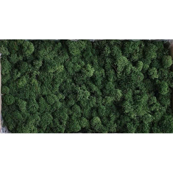 Licheni stabilizați verzi închis, 250g