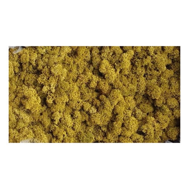 Стабилизирани естествени лишеи Лайм, 500 г, многоцветни