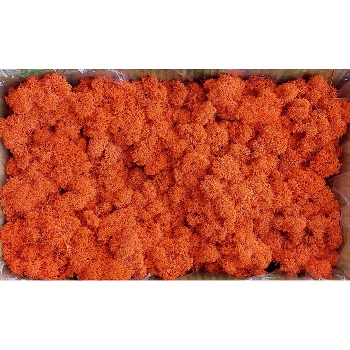 Декоративни лишеи Polarmoss Orange 500 г, натурални, 100% натурални
