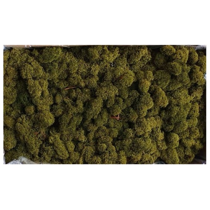 Licheni stabilizați, verde măsliniu, 250g, set