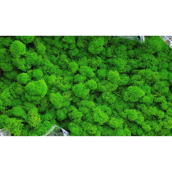 Стабилизирани лишеи Polarmoss, зелени, 500 г