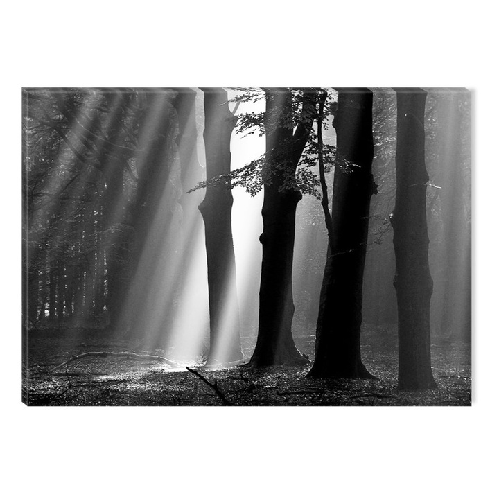 Tablou Alb-Negru Abstract Startonight, Lumina in padure, luminos in intuneric, 60 x 90 cm