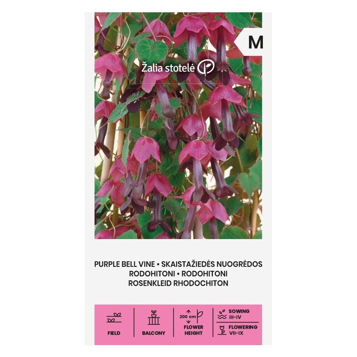 Seminte, Rodochiton Purple Bell, Žalia Stotelė, plic, 10 seminte