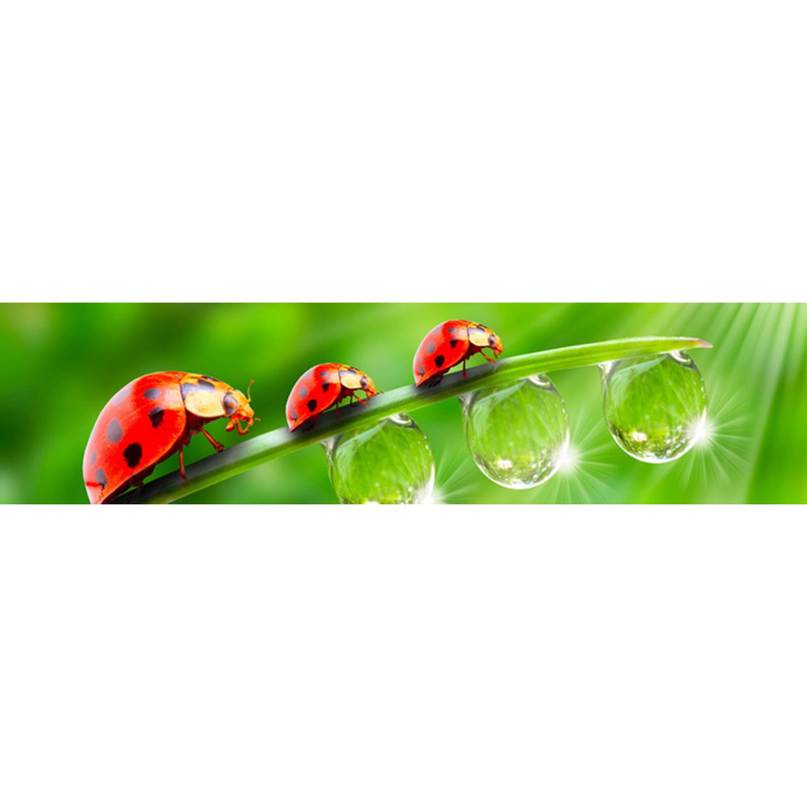 Panou decorativ DEGRETS 91031 Buburuze 61 cm x 2.44 m x 3 mm