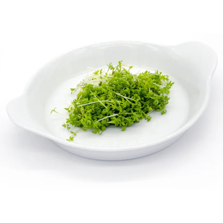 Kit Microplante Creson, Set Cultivare, SANAGREENS