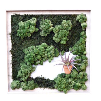 Tablou viu din licheni naturali si planta aeriana, 50 x 50 cm Tablou viu din licheni naturali si planta aeriana, 50 x 50 cm