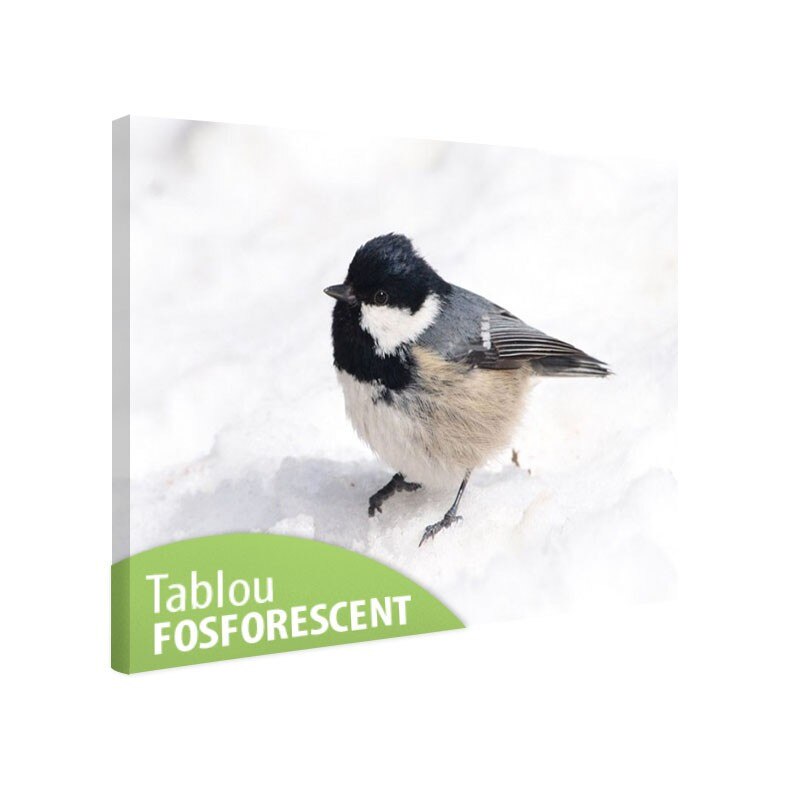 Tablou fosforescent Pasarica, 120x80 cm