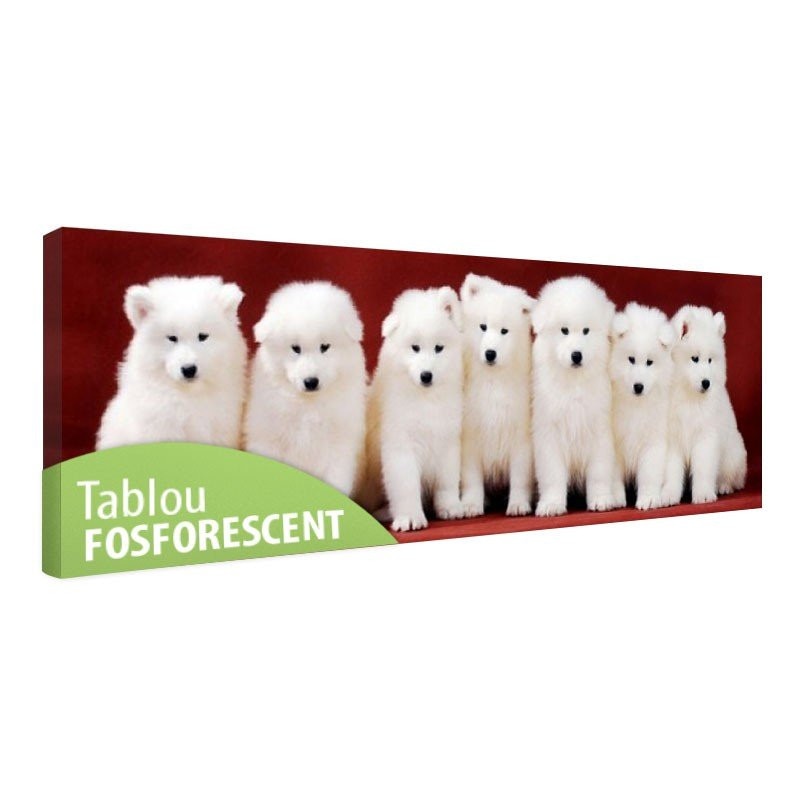 Tablou fosforescent Familia de catelusi Samoyed, 120x40 cm
