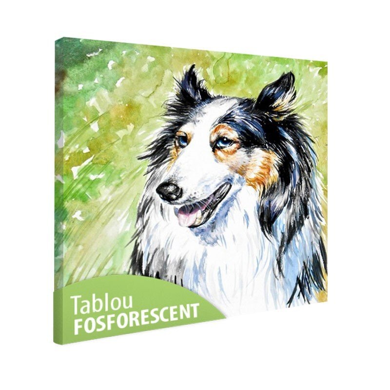 Tablou fosforescent Collie, 40x40 cm