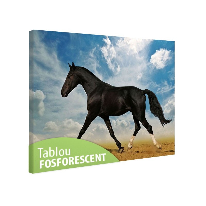 Tablou fosforescent Cal negru in desert, 90x52 cm