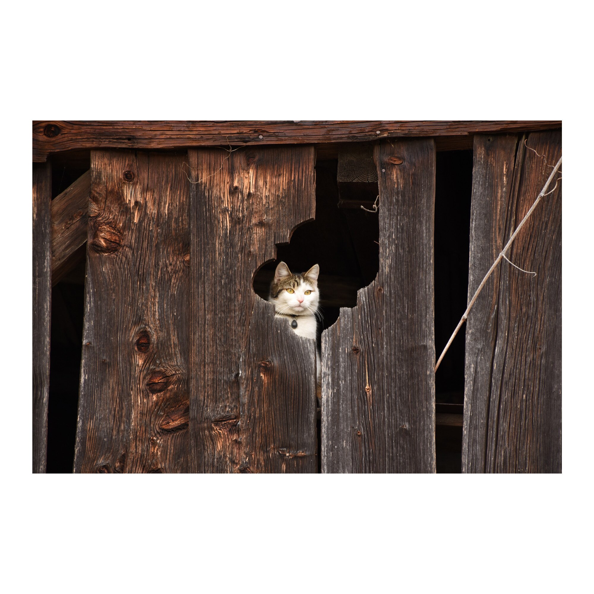 Tablou Canvas Artantida - Cat Fence 80x60 cm