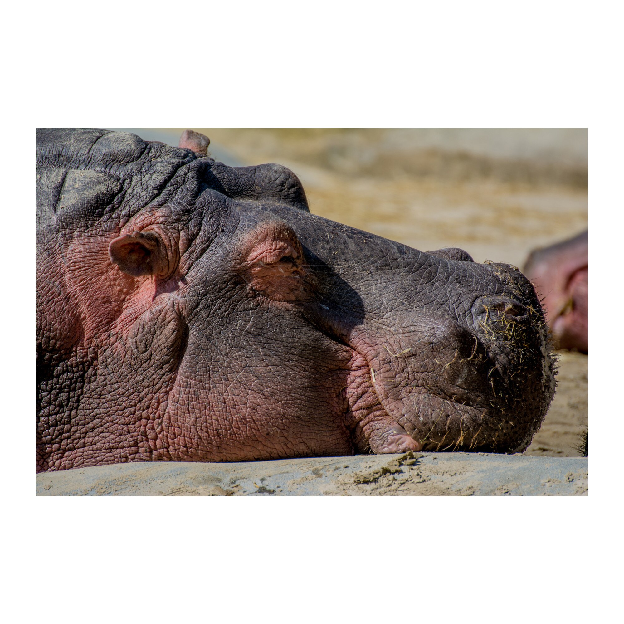 Tablou Canvas Artantida - Hypopotam 80x60 cm