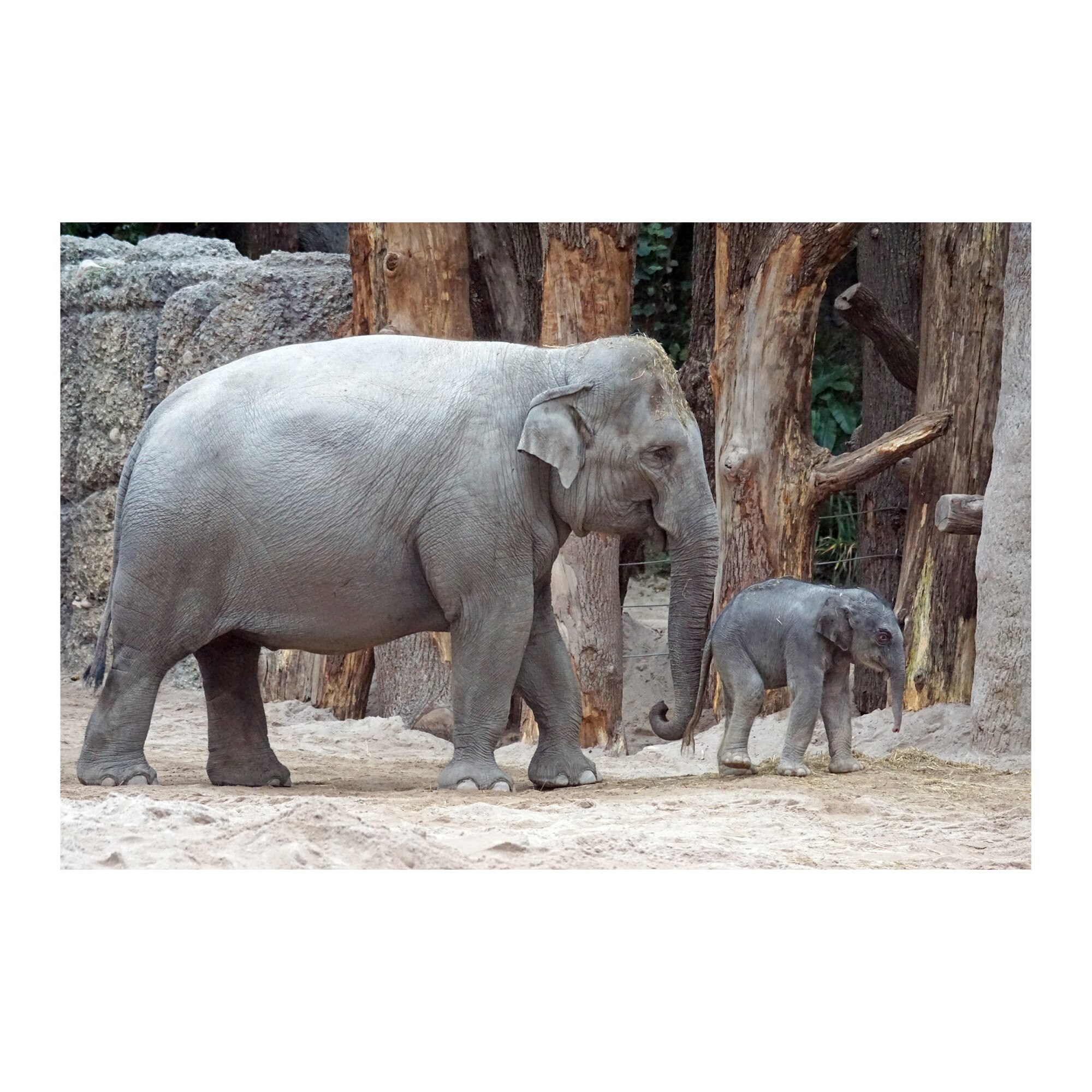 Tablou Canvas Artantida - Family Elephants 80x60 cm
