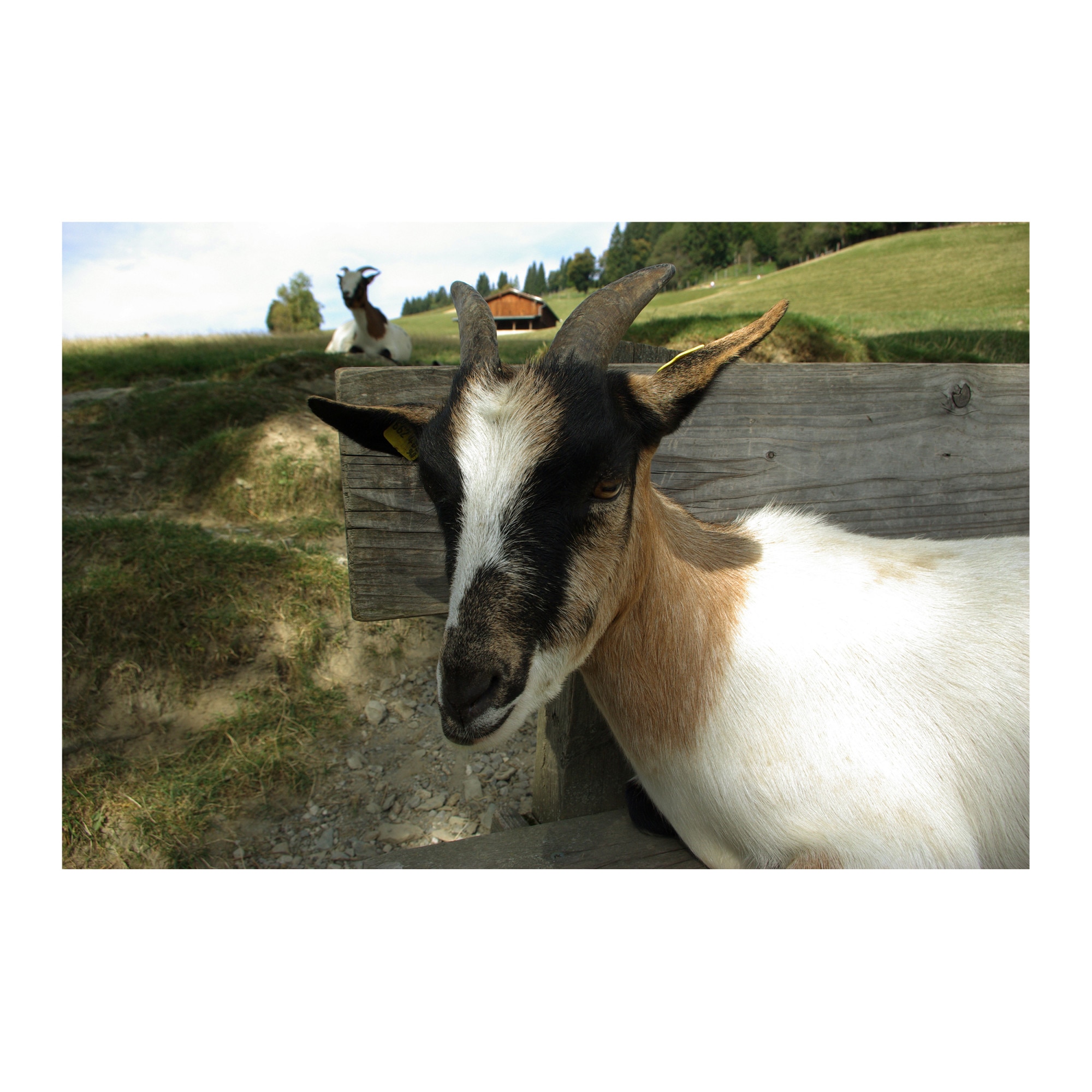 Tablou Canvas Artantida - Goat 80x60 cm