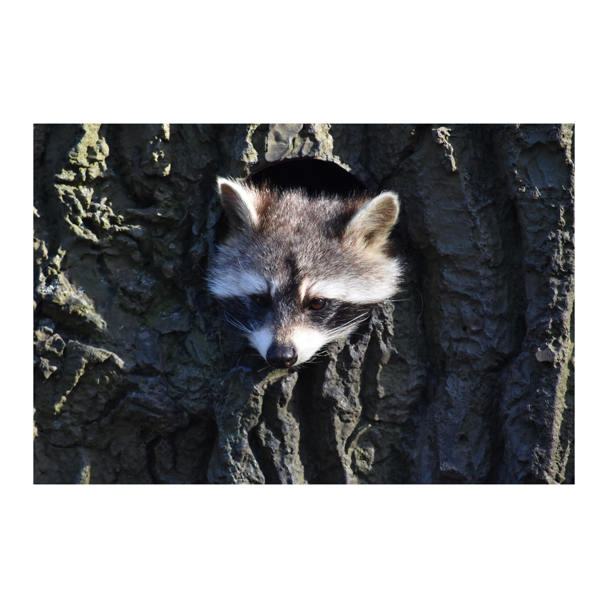 Tablou Canvas Artantida - Raton 80x60 cm