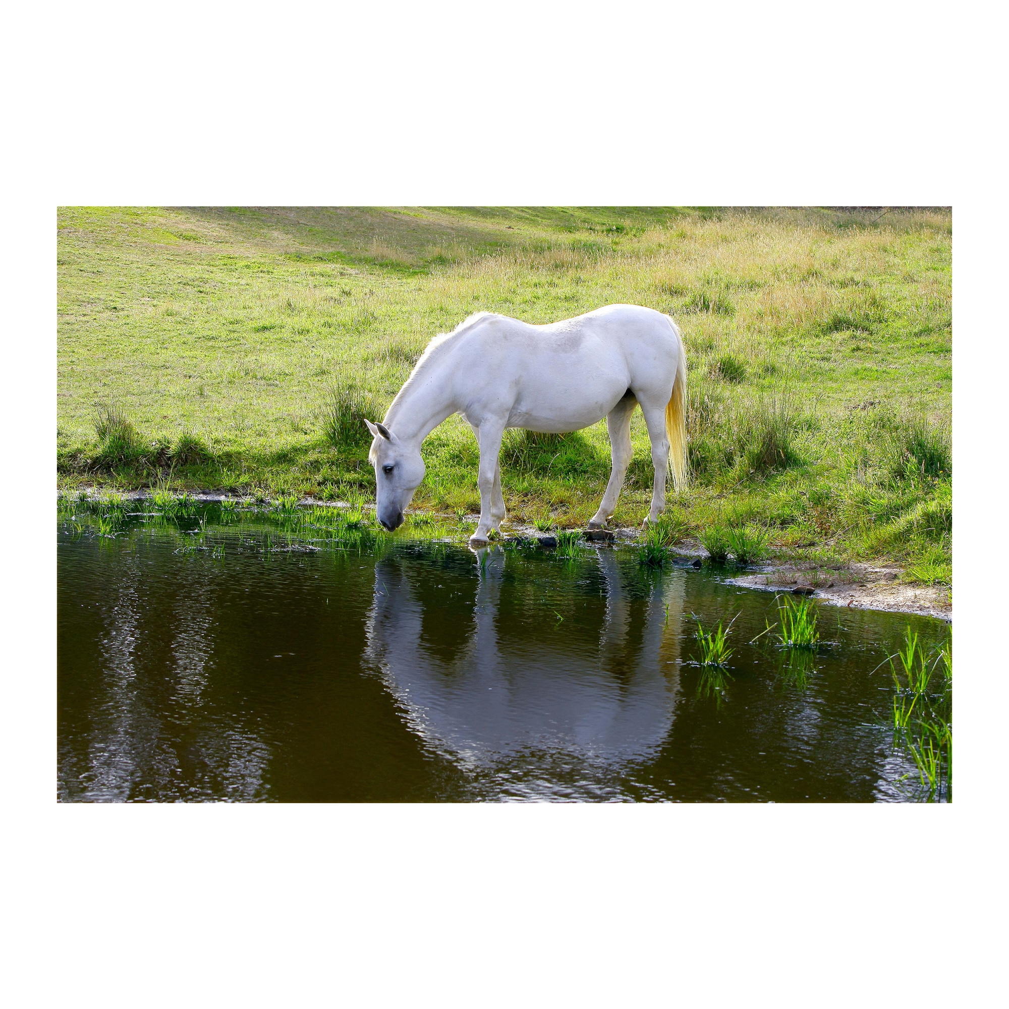 Tablou Canvas Artantida - Horse 80x60 cm
