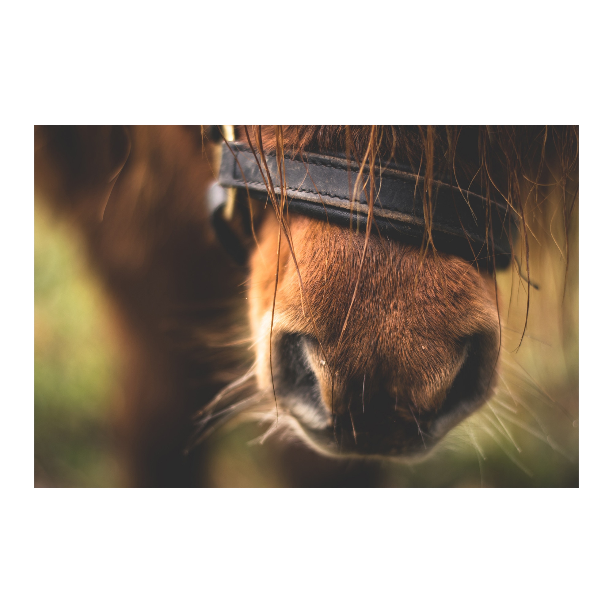 Tablou Canvas Artantida - Horse 2 80x60 cm