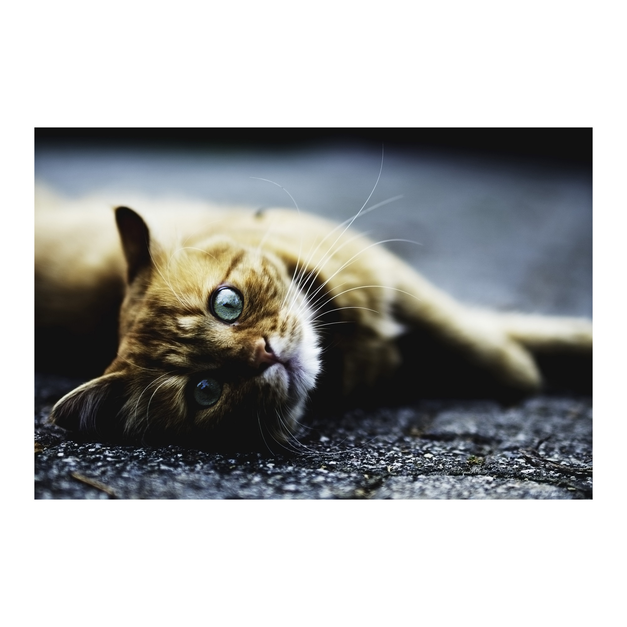 Tablou Canvas Artantida - Floor Cat 80x60 cm