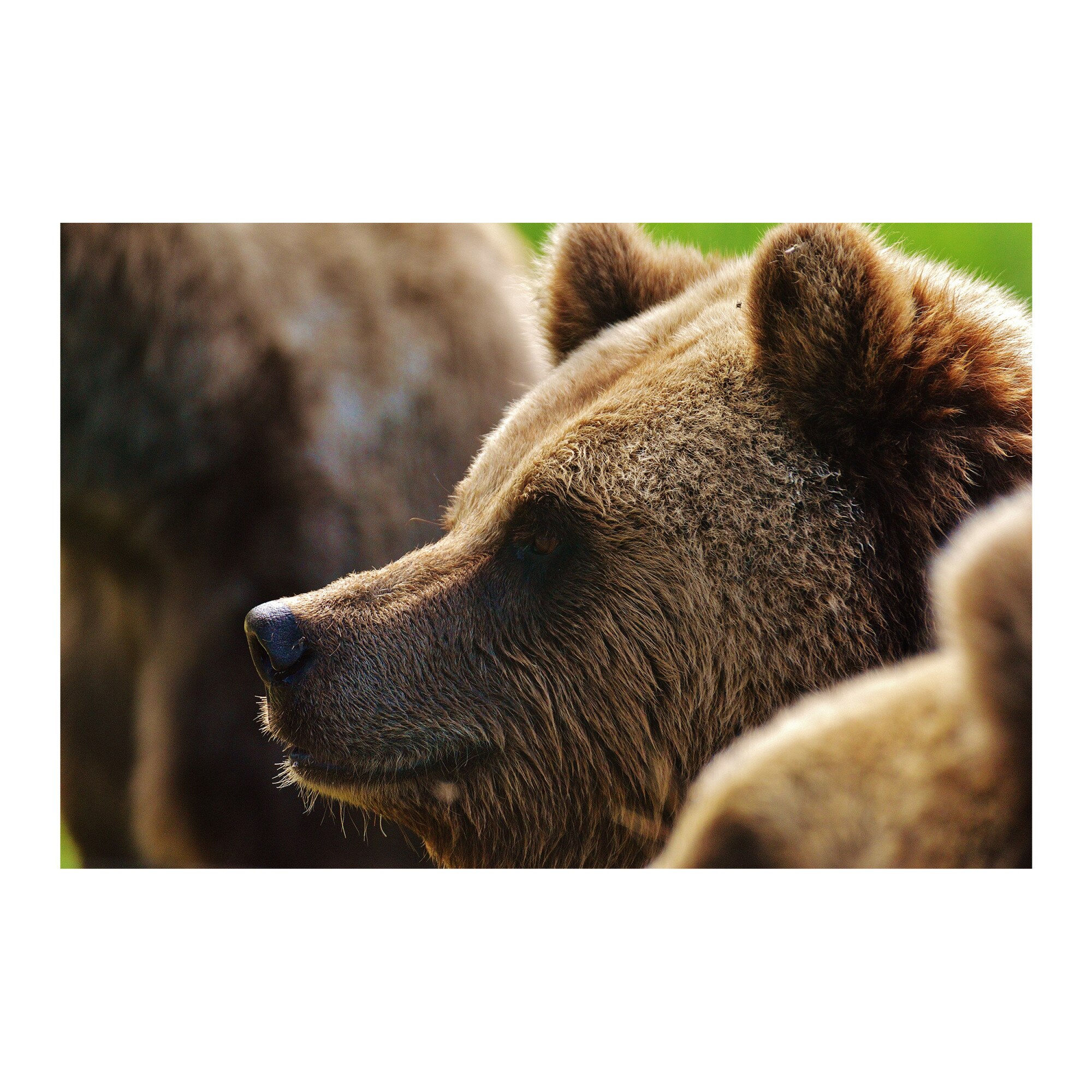 Tablou Canvas Artantida - Bears 80x60 cm