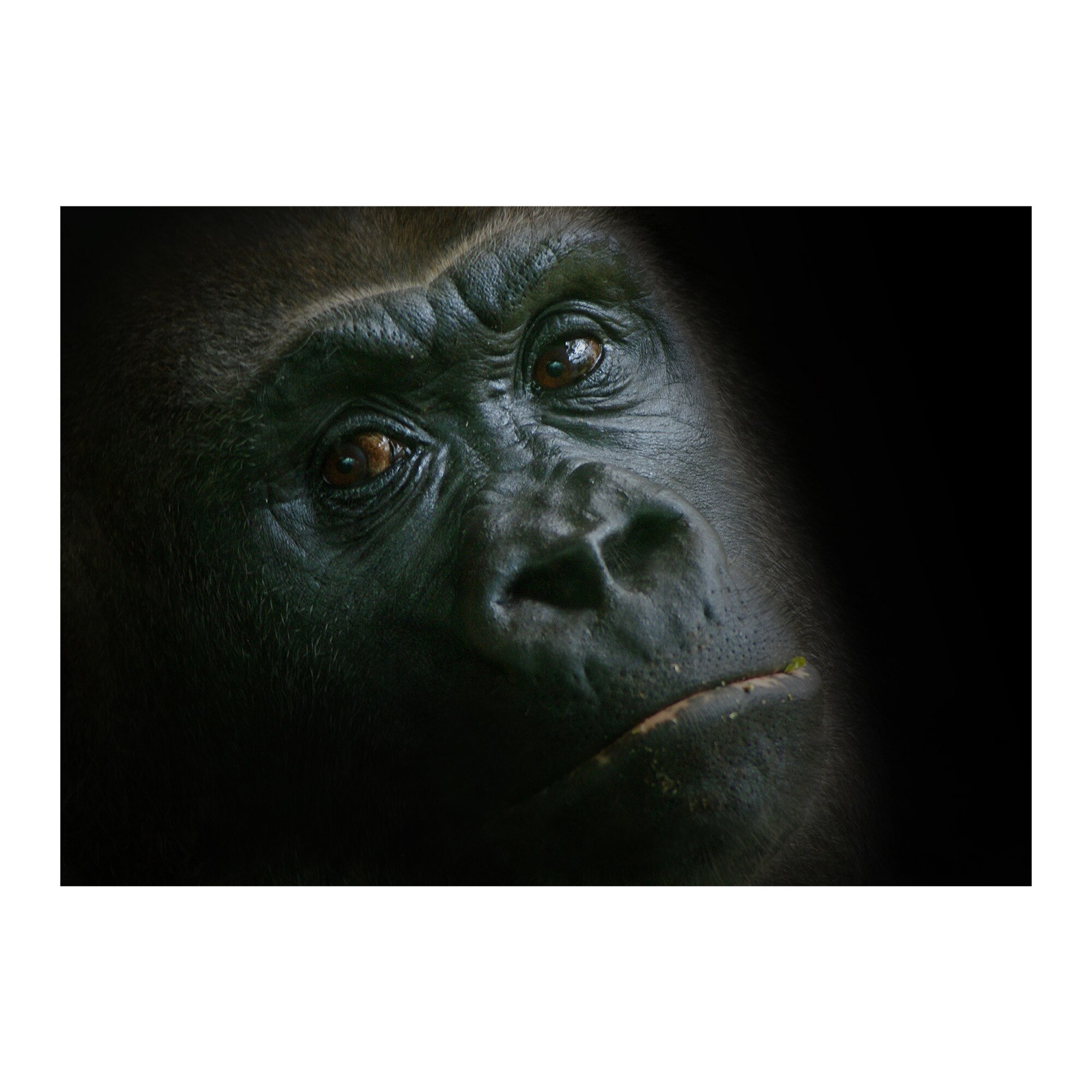Tablou Canvas Artantida - Gorilla 80x60 cm