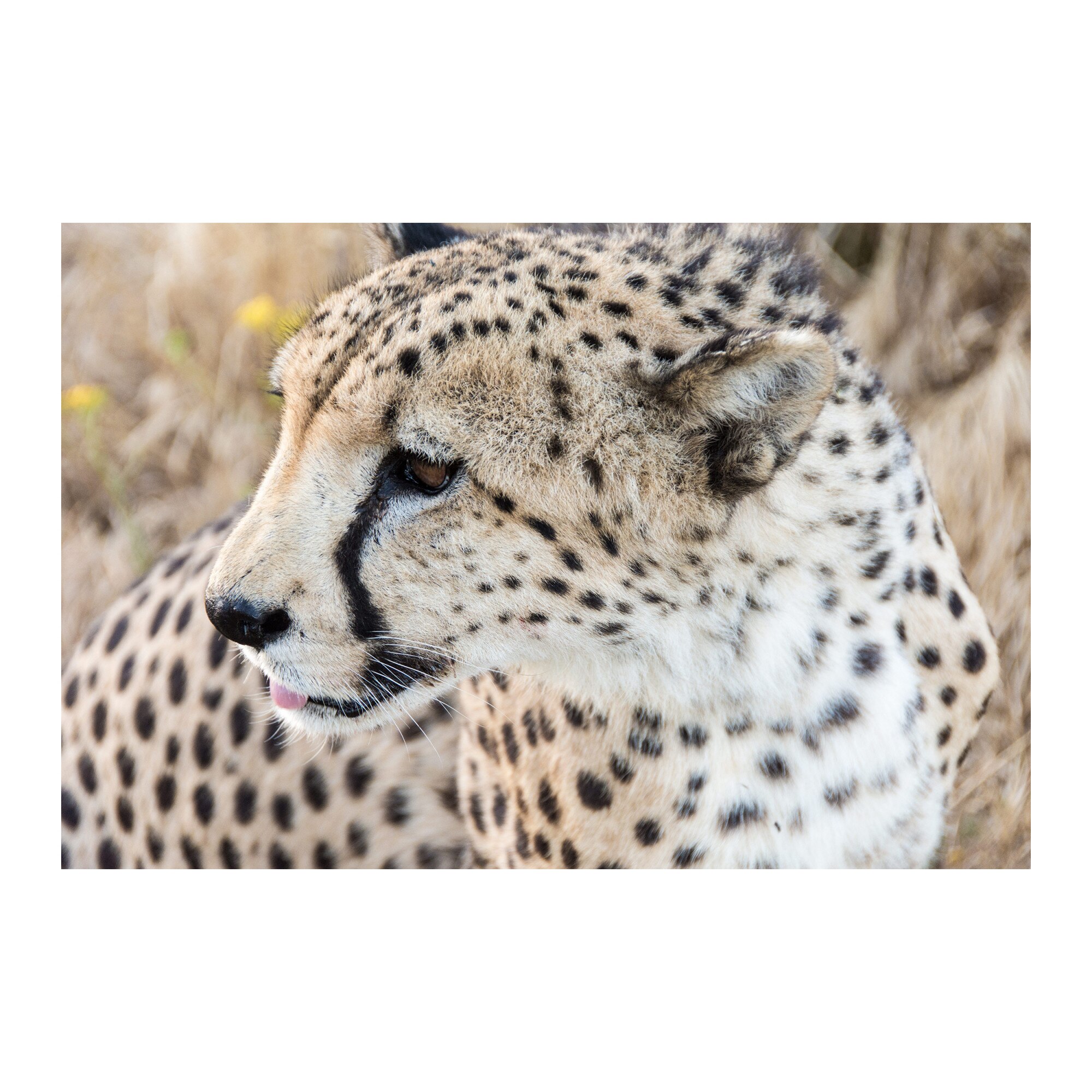 Tablou Canvas Artantida - Leopard 80x60 cm