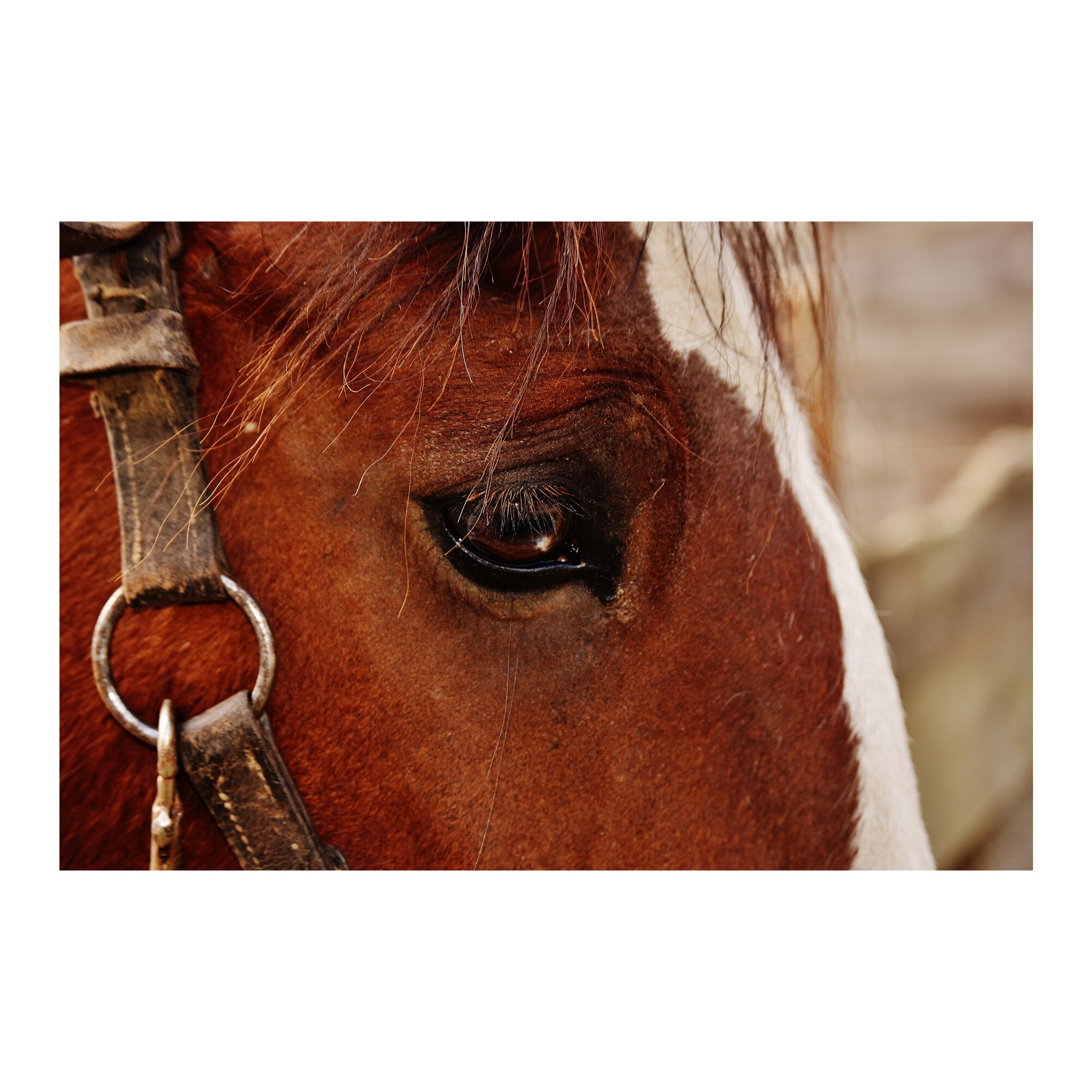 Tablou Canvas Artantida - Horse Eye 80x60 cm